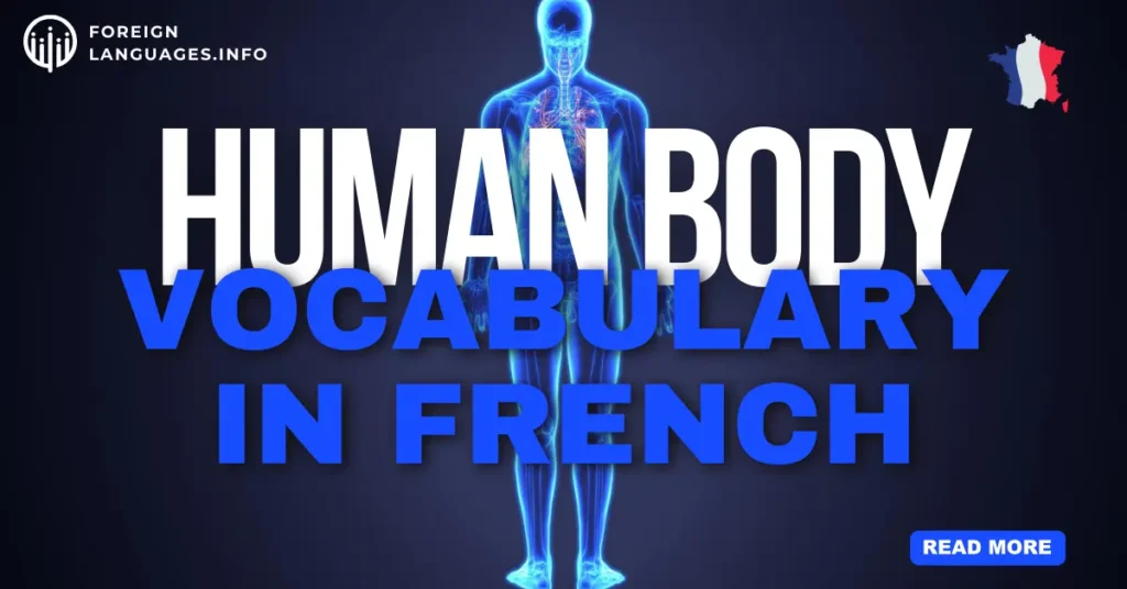 Human Body Vocabulary in French